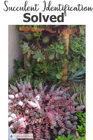 A guide to identification and correct classification. Succulent Identification Solved The Puzzling Mystery
