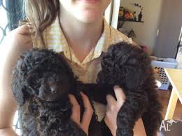 chocolate brown miniature poodle for