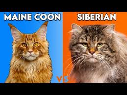 maine cat vs siberian cat how to