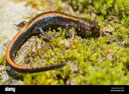 Salamandre rayée Banque de photographies et d'images à haute résolution -  Alamy