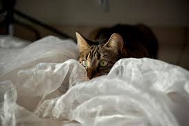 your cat hiding find out why cats hide