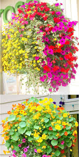 Maybe you would like to learn more about one of these? 15 Beautiful Flower Hanging Baskets Best Plant Lists A Piece Of Rainbow