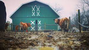 livestock mud problem