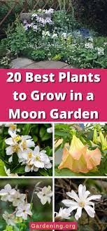 20 Best Plants To Grow In A Moon Garden