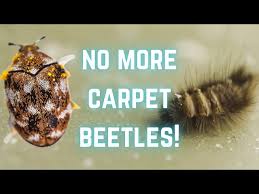 how to get rid of carpet beetle you