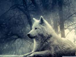 Wolves 4K Wallpapers - Top Free Wolves ...
