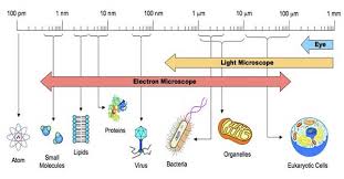 32 Timeless Microbe Size Chart
