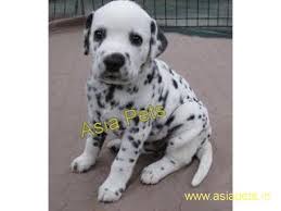 Fall in love with your new puppy here and order your dalmatian today! Dalmatian Puppy Price In Delhi Dalmatian Puppy For Sale In Delhi