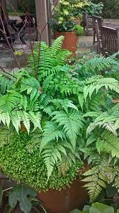 Fern Planting In Containers The