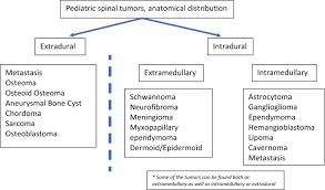 pediatric spine spinal cord and