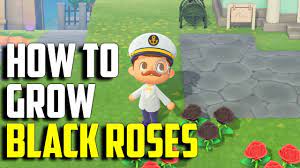 how to grow black roses black roses