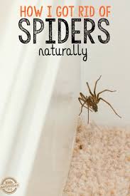natural spider repellant easy diy
