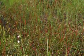Eriophorum angustifolium - Michigan Flora