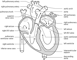 How Blood Flows Through The Human Heart Dummies