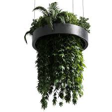 Hanging Plant Indoor Plant 292 3d Model