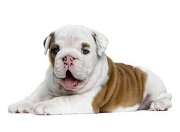 White diamond english bulldog puppies. 1 Bulldog Puppies For Sale In Chicago Il Uptown