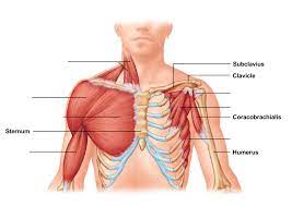 Chest muscles, chest muscle diagram. Neck And Chest Muscles Diagram Quizlet