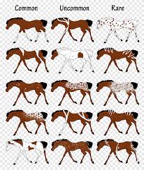 There are some people for whom the word buckskin is too. Equine Coat Color Genetics Png Images Pngegg