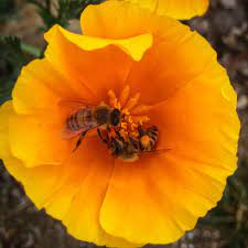 They attract a diversity of many other insects as well, such as pollen feeding beetles, ladybugs. Top 10 Bee Friendly Flowers Beekeeping Like A Girl