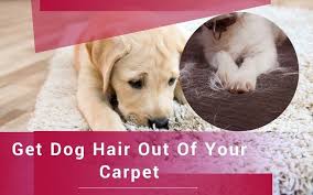 8 ways to get dog hair out of carpet