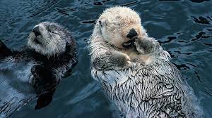 sea otter wallpapers wallpaper cave