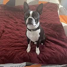 boston terrier puppies and dogs in
