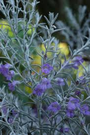 Find the perfect shrub with purple flower stock illustrations from getty images. The List Our 5 Best Native Shrubs