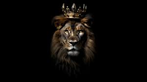 lion wallpaper 4k crown dark
