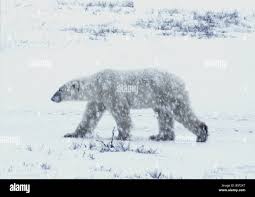 Polar bear in snow storm Stock Photo - Alamy