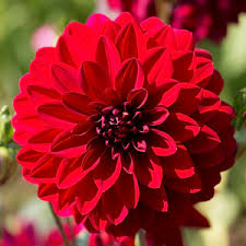 red dahlia flowers free stock photos