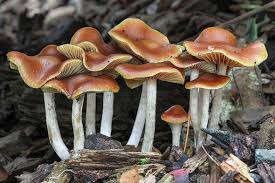 Magic Mushroom Drug Evolved To Mess With Insect Brains