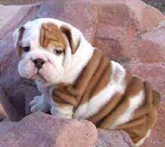 The victorian bulldog is large headed and thick boned, only to the point that it does not impede vigor. Pin By Tammy Gong On Love Me Some Dogs Baby Dogs Pets Bulldog Puppies