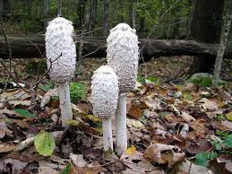 Oklahoma Wild Mushrooms