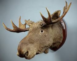 Antiques Atlas Mounted Moose Head