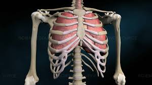 Bruised or broken ribs can be very painful, but usually heal by themselves. Science Source Stock Photos Video Rib Cage Heart And Lungs Illustration