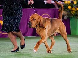 Trumpet the bloodhound wins Westminster ...