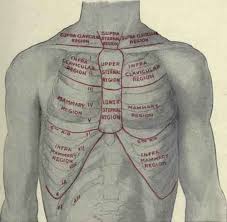 ■ describe the anatomical relationships of this area is often the hiding place for pulmonary nodules and can be hard to evaluate because of the. The Regions Of The Chest
