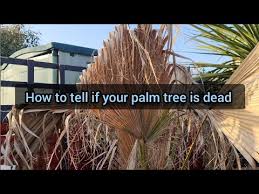 How To Tell If Your Palm Tree Is Dead
