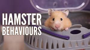 Their diet can include also vegetables, which you can serve to your hamster every other day. 25 Facts About Hamsters Youtube