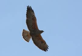 Image result for hawk soaring early morning