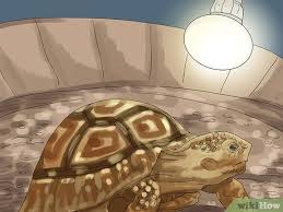 How To Care For A Tortoise With