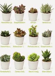 Identifying A Succulent Plant Species And Taking Care Of It