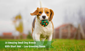 small dog breeds with short hair