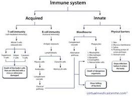 Click Here To See A Flowchart Of The Immune System Medical