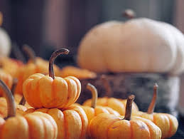 pumpkin vegetable harvest autumn hd