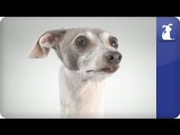 We hope this web site is helpful to you. Italian Greyhound Doglopedia Youtube