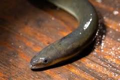 How long do eels live for?