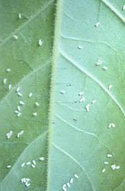 managing houseplant pests 5 595