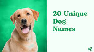 215 rare dog names that are unique