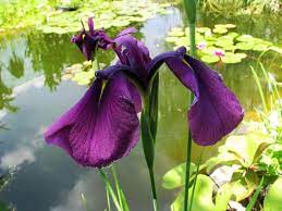 Iris Ensata Ruby King Marginal Pond